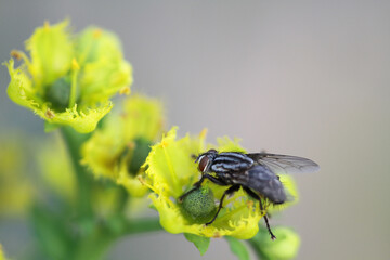 the Insect fly on green leaf. green flesh fly lucilia caesar