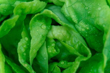 Fototapeta backgroun from green lettuce obraz