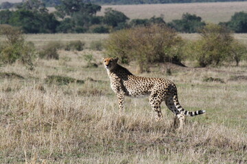 Female cheetah looking aroung for prey in Maasai Mara