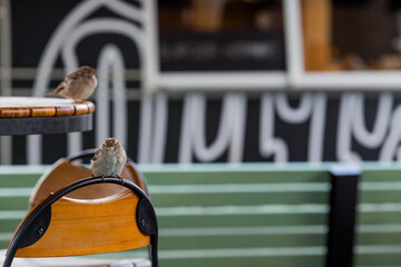 A sparrow hunting for food in an outdoor cafe on a summer veranda. Birds are sitting on a table and a chair.