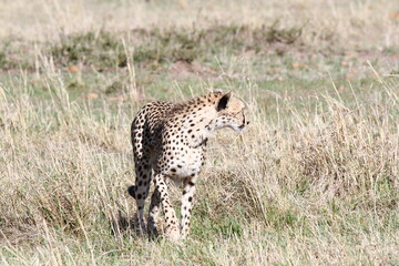 Female cheetah looking aroung for prey in Maasai Mara