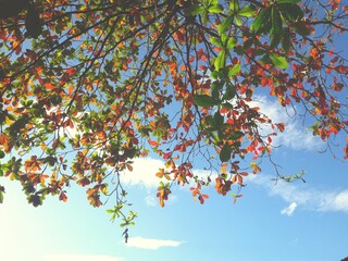 ree with green and red leaves