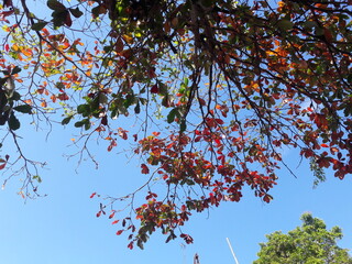 ree with green and red leaves