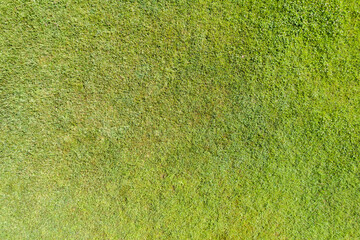 Green grass texture and background. Top view, drone, aerial view