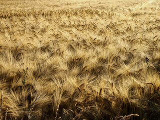 champ de blé à Bouges-le-château dans l'Indre en France
