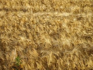 champ de blé à Bouges-le-château dans l'Indre en France