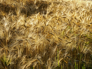 champ de blé à Bouges-le-château dans l'Indre en France