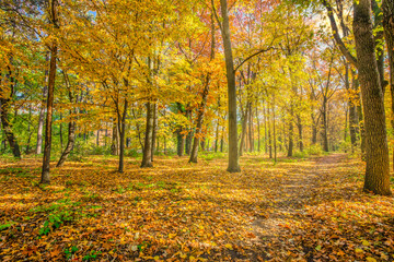 Beautiful natural autumn forest dawn background. Idyllic golden sunlight, peaceful nature, mountain trail. Autumn forest landscape. Vivid morning in colorful forest, sun rays through branches of tree