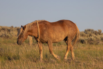 Majestic Wild Horse in Summer in the Wyoming Desert