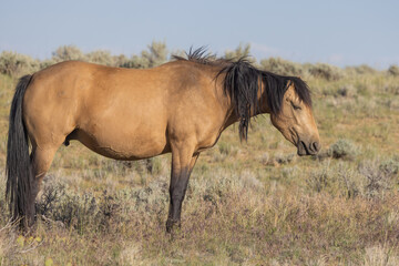 Naklejka na ściany i meble Majestic Wild Horse in Summer in the Wyoming Desert