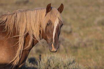 Majestic Wild Horse in Summer in the Wyoming Desert