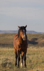 Majestic Wild Horse in Summer in the Wyoming Desert