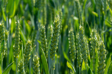 cerael. wheat for baking, pricce is going up © Anna Kondratiuk