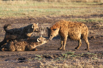 Pregnant spotted hyenna kissing her grown-up cubs 