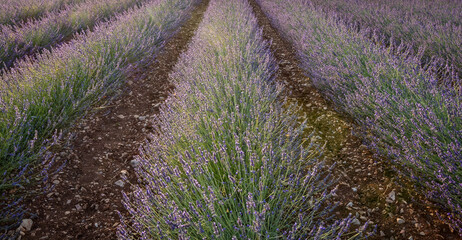 lavender field in Alpes-de-Haute-Provence, France - 528262411