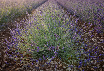 lavender field in Alpes-de-Haute-Provence, France - 528262442