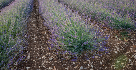 lavender field in Alpes-de-Haute-Provence, France - 528262497