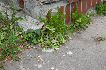 green dandelion leaves grow in the corner between the asphalt and the wall