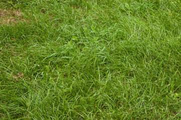 summer background: lush green grass