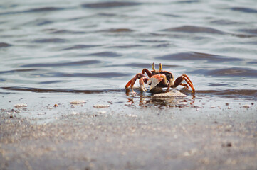crab on the sand