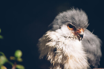 close up of a bird