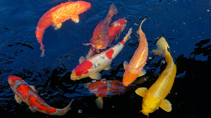 Colorful koi carps, colorful koi carp of different varieties swim in the pond looking for food.