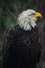 american bald eagle