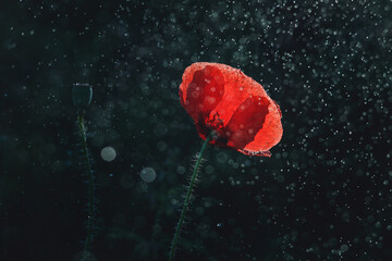 red poppy flower in a field in water