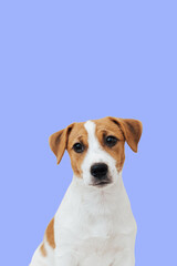 Portrait cute Jack Russell Terrier dog looking at camera on colorful background. Cute puppy dog isolated on blue background