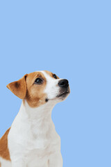 Portrait cute Jack Russell Terrier dog on colorful background. Cute puppy dog isolated on blue background