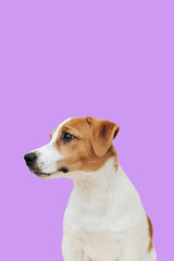 Portrait cute Jack Russell Terrier dog on colorful background. Cute puppy dog isolated on purple  background