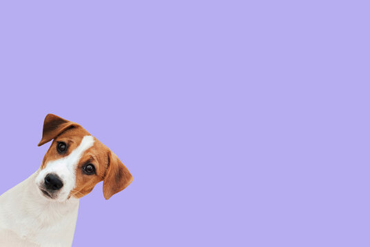 Portrait cute Jack Russell Terrier dog looking at camera on colorful background. Cute puppy dog isolated on purple background