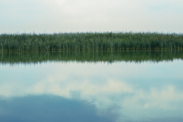 Reeds and clouds reflected in the blue water of a lake or pond, sunrise or sunset