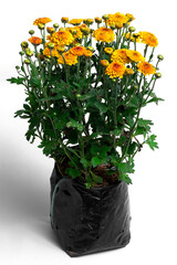 Beautiful yellow chrysanthemum gem flower in flower garden on a white background...