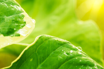 soft focus Green and white leaves, raindrops and sun rays in the evening.