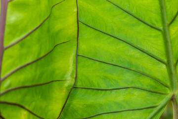 green leaves and patterns on the surface of the leaf.