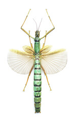 Megacrania spina (female)
Walking, Flying Stick Insect in White Background