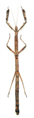 Hermagoras cultratolobatus (female)
Walking, Flying Stick Insect in White Background