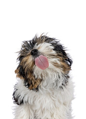 Head shot of cute little dog licking lens with pink tongue. Isolated on a white background.