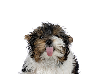Head shot of cute little dog licking lens with pink tongue. Isolated on a white background.