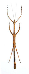 Fototapeta premium Lonchodes gestroi (female) Walking, Flying Stick Insect in White Background