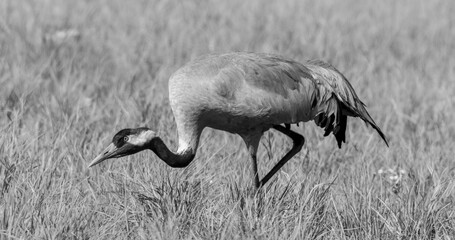 Crane B/W © Roland