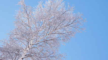 Crown of birch against blue clear sky in winter. Bottom view. Fluffy fresh snow lies on branches of tree. Illustration, background or wallpaper on theme of clear frosty winter day