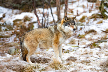 Naklejka na ściany i meble Lonely male wolf standing in the forest looking for enemies