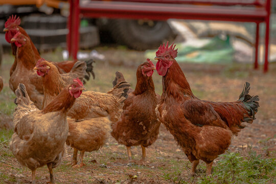 Flock Of Chickens In A Barnyard