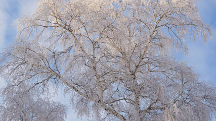 Tree with branches covered with fresh snow. Crown of birch against cloudy blue and white sky in winter. Illustration, background or wallpaper on theme of frosty winter day and cold season