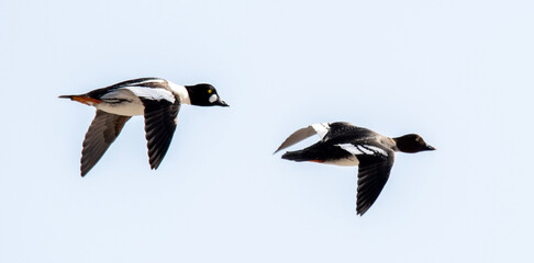 Flying goldeneyes