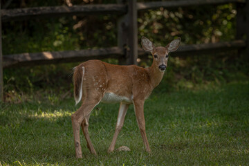 Whitetail fawn in a field