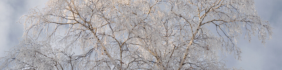 A tree with branches covered with fresh snow. The crown of a birch against a cloudy grey overcast sky in winter. Tinted header or heading about a winter day and cold season