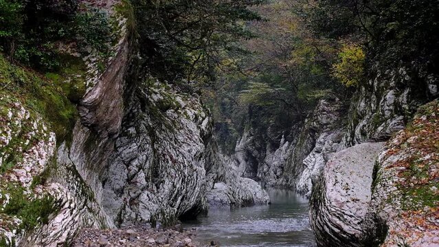 Yew boxwood grove, gorge of devil gate, in the city of Sochi, subtropics. White rocks and the hosta river in the misty haze of autumn in the morning